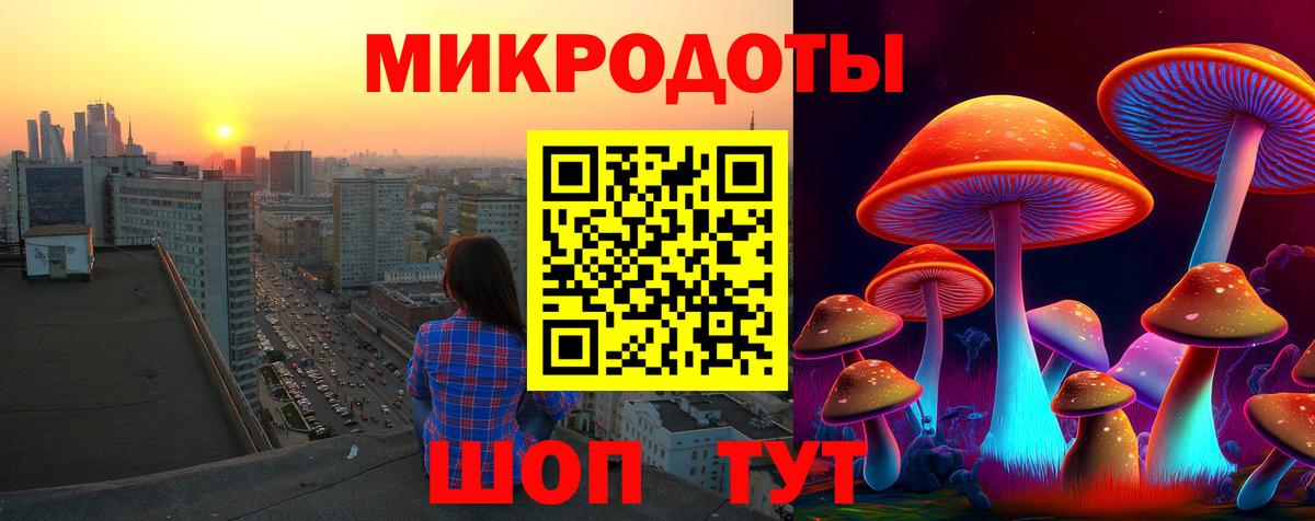 Псилоцибиновые грибы Psilocybe Выборг